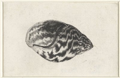 シェル、アチャチナ アチャチナ シェルズ（シリーズタイトル） 作： Wenceslaus Hollar
