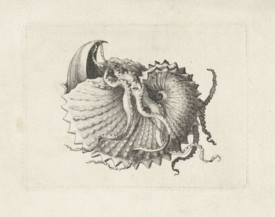 シェル、アルゴナウタ ノドサ シェルズ（シリーズタイトル） 作： Wenceslaus Hollar