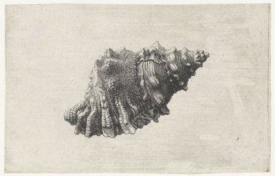 シェル、嚢ルベタ シェルズ（シリーズタイトル） 作： Wenceslaus Hollar