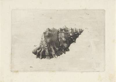 シェルプ、ブルサ・ルベタ シェル（シリーズタイトル） 作： Wenceslaus Hollar