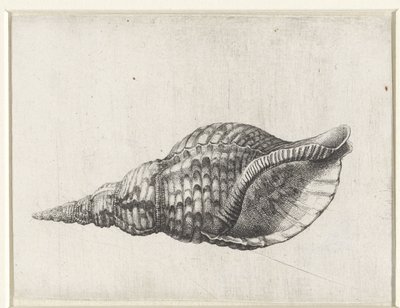 シェル、カロニアトリトニス シェルズ（シリーズタイトル） 作： Wenceslaus Hollar