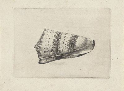 シェル、イモムシ シェルズ（シリーズタイトル） 作： Wenceslaus Hollar