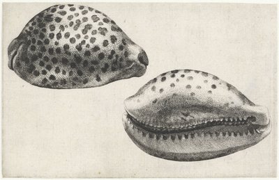 シェル、キプラエア チグリス シェルズ（シリーズタイトル） 作： Wenceslaus Hollar