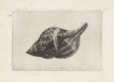 シェル、ファシオラリア チューリップ シェルズ（シリーズタイトル） 作： Wenceslaus Hollar