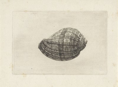 シェル、ハーパメジャー シェルズ（シリーズタイトル） 作： Wenceslaus Hollar