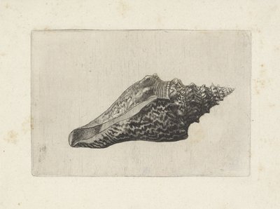 シェル、hemifusus ternananus シェルズ（シリーズタイトル） 作： Wenceslaus Hollar