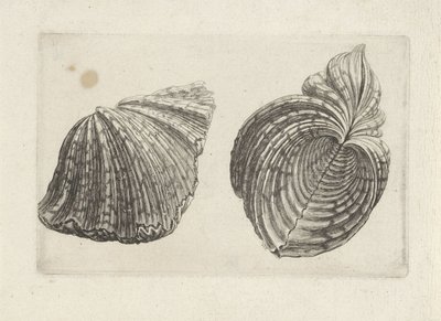 シェル、カバ カバ シェルズ（シリーズタイトル） 作： Wenceslaus Hollar