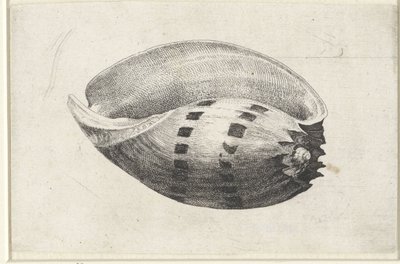 シェル、メロアンフォラ シェルズ（シリーズタイトル） 作： Wenceslaus Hollar