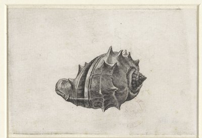 シェル、メロンゲナ シェルズ（シリーズタイトル） 作： Wenceslaus Hollar