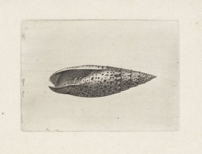 シェル、ミトラパパリス シェルズ（シリーズタイトル） 作： Wenceslaus Hollar