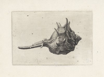 シェル、ムレックス・ブレビスピーナ シェルズ（シリーズタイトル） 作： Wenceslaus Hollar