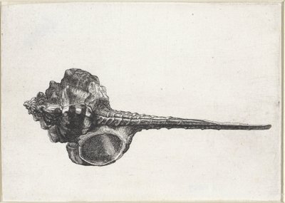 シェル、ミューレックス・ハウステルム シェルズ（シリーズタイトル） 作： Wenceslaus Hollar