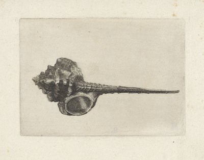 貝殻、ミュレックス・ハウステルム シェルズ（シリーズタイトル） 作： Wenceslaus Hollar
