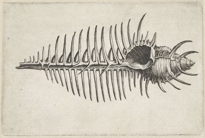 貝殻、ムレックスペクテン シェルズ（シリーズタイトル） 作： Wenceslaus Hollar