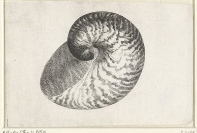 シェル、オウムガイ シェルズ（シリーズタイトル） 作： Wenceslaus Hollar