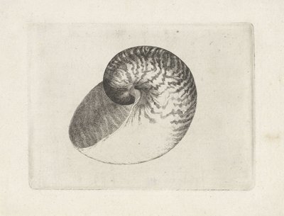 シェル、オウムガイ シェルズ（シリーズタイトル） 作： Wenceslaus Hollar