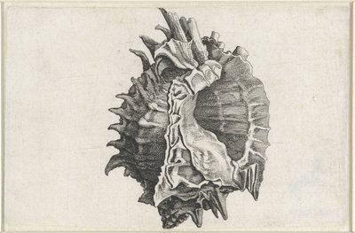 シェル、phyllonotus erythrostomus シェルズ（シリーズタイトル） 作： Wenceslaus Hollar