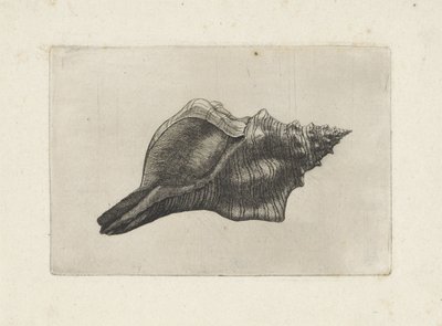シェル、pleuroploca の台形 シェルズ（シリーズタイトル） 作： Wenceslaus Hollar