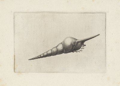Schhelp、フルート スピンドル melanocheilus シェルペン（シリーズタイトル） 作： Wenceslaus Hollar