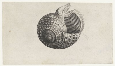 シェル、トンナドリウム シェルズ（シリーズタイトル） 作： Wenceslaus Hollar