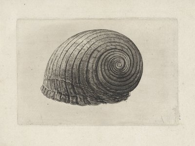 シェル、トンナガレア シェルズ（シリーズタイトル） 作： Wenceslaus Hollar