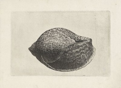 シェル、トンナ・パーディックス シェルズ（シリーズタイトル） 作： Wenceslaus Hollar