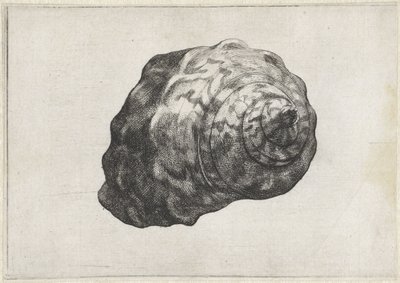 シェル、ターボサルマティクス シェルズ（シリーズタイトル） 作： Wenceslaus Hollar