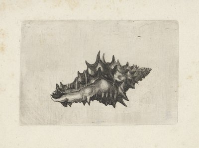 貝殻、花瓶陶器 シェルズ（シリーズタイトル） 作： Wenceslaus Hollar