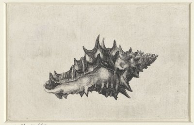 貝殻、花瓶陶器 シェルズ（シリーズタイトル） 作： Wenceslaus Hollar
