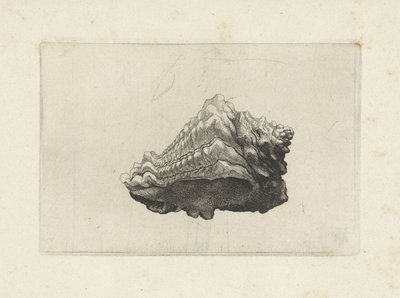 シェル、ヴァスム・ムリカタム生まれ シェルズ（シリーズタイトル） 作： Wenceslaus Hollar