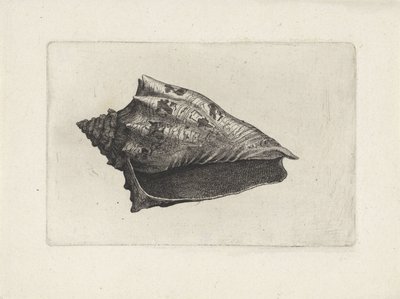 シェル、voluta ebraea シェルズ（シリーズタイトル） 作： Wenceslaus Hollar