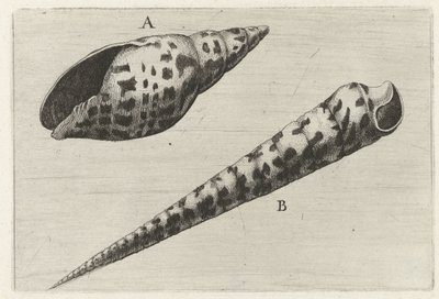 Schelpen, miter cardinalis (A) in terebra subulata (B) シェルペン（シリーズタイトル） 作： Wenceslaus Hollar