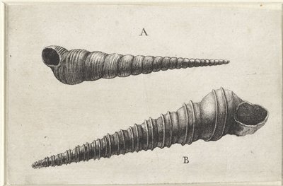 貝殻、turritella terebra (A) および turritella duplicata (B) シェルズ（シリーズタイトル） 作： Wenceslaus Hollar