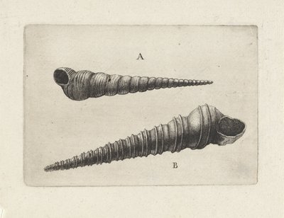 貝殻、turritella terebra (A) および turritella duplicata (B) シェルズ（シリーズタイトル） 作： Wenceslaus Hollar