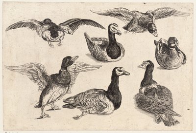7つのアヒル 作： Wenceslaus Hollar