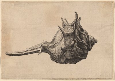 シェル (ミュレックス ブランダリス) 作： Wenceslaus Hollar