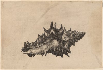 シェル（Vasum Ceramicum） 作： Wenceslaus Hollar