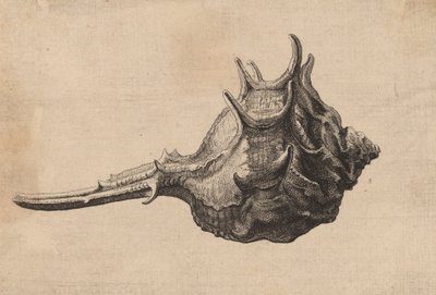 貝殻 Murex brandaris, c. 1645. 作： Wenceslaus Hollar