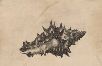 貝殻 Vasum ceramicum、1645年頃。 作： Wenceslaus Hollar
