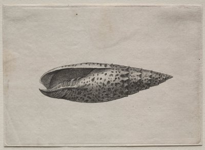 シェル：ミトラが50を獲得1640年代。 作： Wenceslaus Hollar
