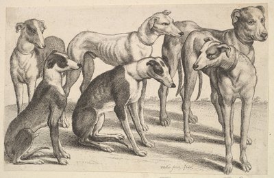 シックスハウンド、1646年。 作： Wenceslaus Hollar