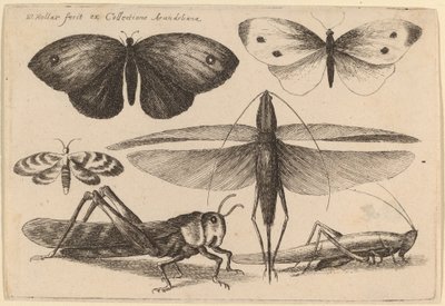 六蟲 作： Wenceslaus Hollar