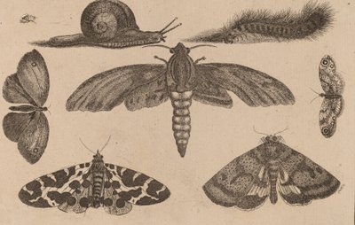 6匹の昆虫、1匹のアオムシ、1匹のカタツムリ。 作： Wenceslaus Hollar