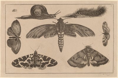 6匹の昆虫、毛虫、カタツムリ 作： Wenceslaus Hollar