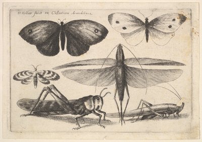 6匹の昆虫、1646年。 作： Wenceslaus Hollar