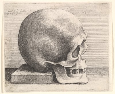 右のプロファイルの頭蓋骨、1645。 作： Wenceslaus Hollar