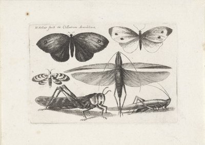 バッタと蝶 昆虫（連載タイトル） Muscarum Scarabeorum (シリーズタイトル) 作： Wenceslaus Hollar