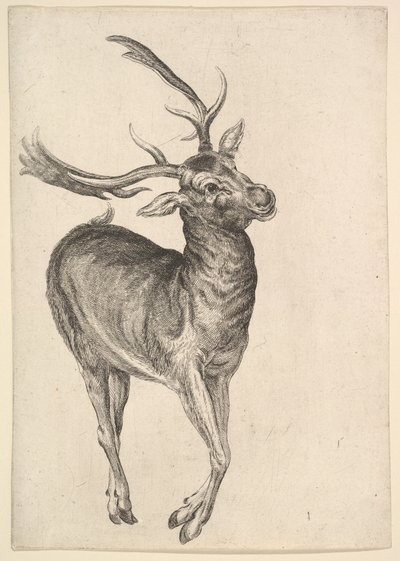 スタッグ、1625-77。 作： Wenceslaus Hollar