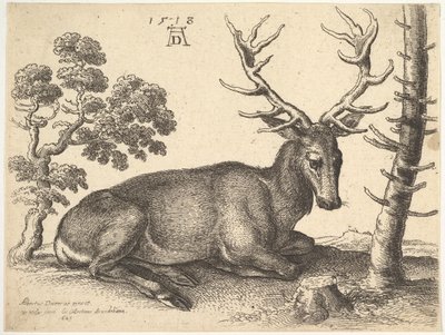 右に横たわるクワガタ、1649年。 作： Wenceslaus Hollar