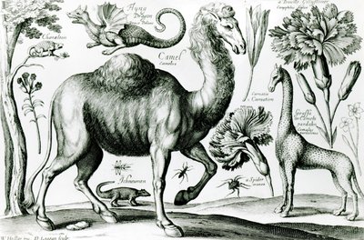 D.ログガンが彫刻した動物と花の研究 作： Wenceslaus Hollar